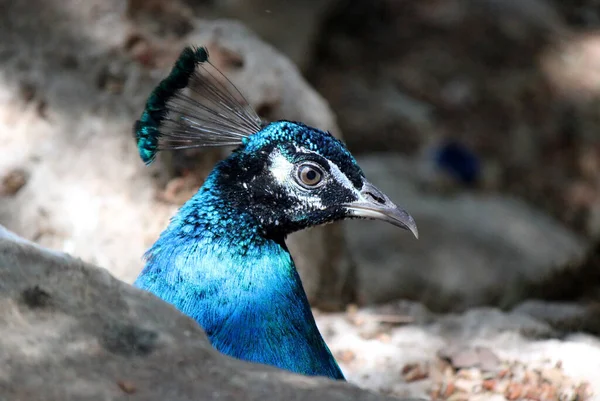 Primer Retrato Pavo Real Azul Hermosa Foto Pájaro —  Fotos de Stock