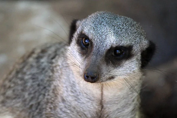 Portrait of a cute meerkat. Suricate close up.