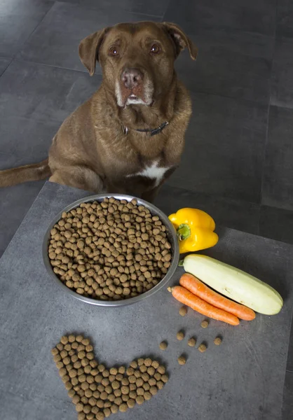 Portrait Cute Labrador Dog Dry Food Fresh Vegetables Dark Grey — Stock Photo, Image