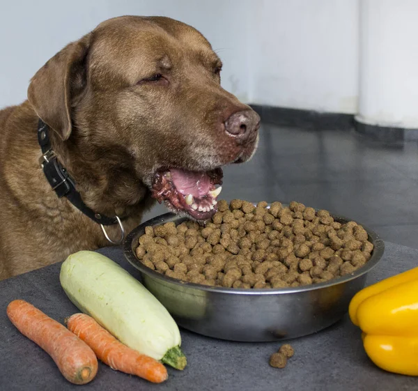 Portrait Cute Labrador Dog Dry Food Dark Grey Table Tasty — Stock Photo, Image