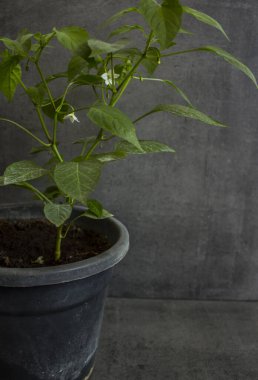 Tencerede acı biber bitkisi var. Koyu gri arka plan. Evde bahçe işleri.. 