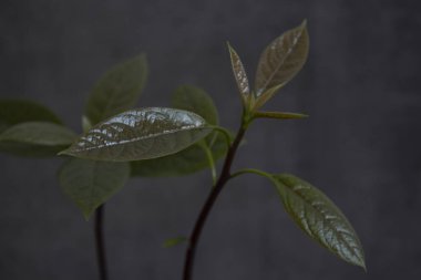 Avokado bitkisinin taze yaprakları yakın plan fotoğrafı. Koyu gri arka plan. Evde bahçe işleri.. 