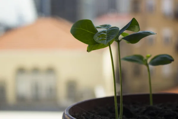 Planta Caqui Una Maceta Hermoso Fondo Ciudad Vieja Jardinería Casa — Foto de Stock