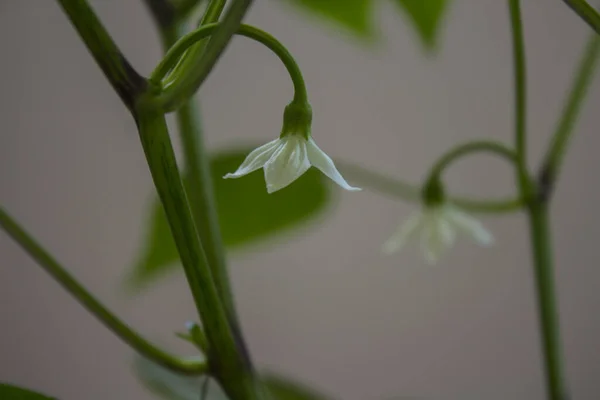 Flor Branca Fábrica Pimentão Fechar Foto Jardim Casa — Fotografia de Stock