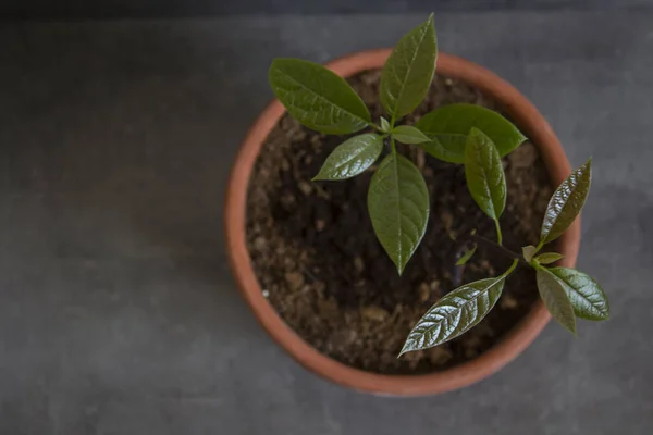 Aguacate Joven Olla Casa Jardinería Foto Plantas Cultivo — Foto de Stock