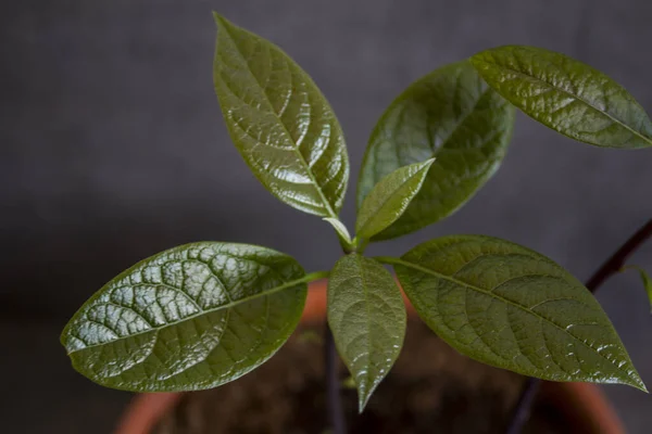 Las Hojas Frescas Planta Del Aguacate Acercan Foto Fondo Gris — Foto de Stock