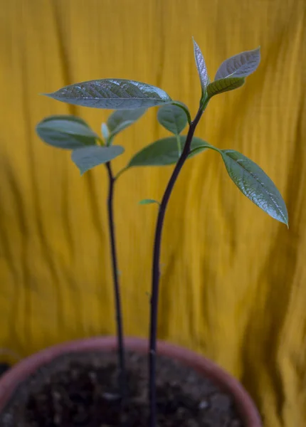 Avocado plant on yellow background. Green leaves close up photo.