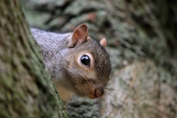 Porträt Des Niedlichen Eichhörnchens Auf Dem Baum Sitzend Pelztierfoto — Stockfoto