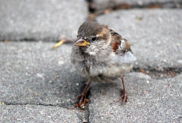 Närbild Lilla Sparven Gulligt Fågelporträtt Solig Dag Foto — Stockfoto