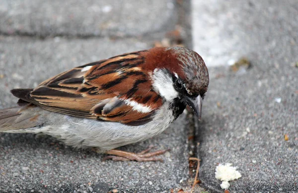 Nahaufnahme Foto Des Kleinen Sperlings Niedliches Vogelporträt Foto Vom Sonnigen — Stockfoto