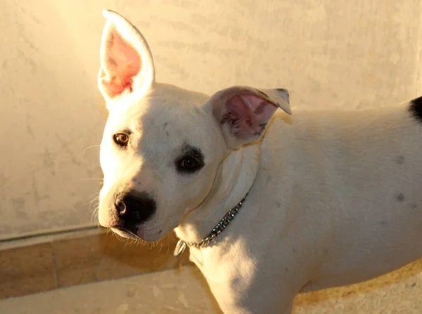 Retrato Perro Cachorro Blanco — Foto de Stock