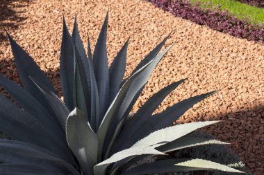 Sulu bahçede güneşli bir gün. Farklı türde güzel ve yeşil bitkiler. Kaktüs dokusu yakın çekim fotoğrafı. Orta Doğu 'nun Doğası.