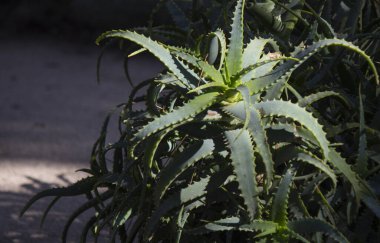 Sulu bahçede güneşli bir gün. Farklı türde güzel ve yeşil bitkiler. Kaktüs dokusu yakın çekim fotoğrafı. Orta Doğu 'nun Doğası.