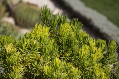 Sulu bahçede güneşli bir gün. Farklı türde güzel ve yeşil bitkiler. Kaktüs dokusu yakın çekim fotoğrafı. Orta Doğu 'nun Doğası.