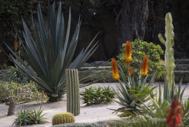 Sulu bahçede güneşli bir gün. Farklı türde güzel ve yeşil bitkiler. Kaktüs dokusu yakın çekim fotoğrafı. Orta Doğu 'nun Doğası. 