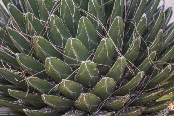 多肉植物園の晴れた日 美しい常緑植物のさまざまなタイプ サボテンの質感を閉じる写真 中東の自然 — ストック写真