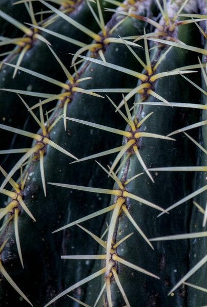 Sunny day in the succulent garden. Different types of beautiful evergreen plants. Cactus texture close up photo. Nature of Middle East.