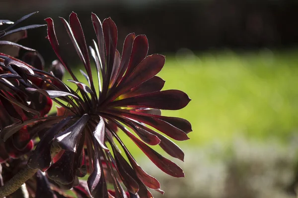 Hermoso Cactus Con Flores Negras Día Soleado Suculento Jardín Textura —  Fotos de Stock