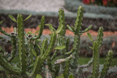 Sulu bahçede güneşli bir gün. Farklı türde güzel ve yeşil bitkiler. Kaktüs dokusu yakın çekim fotoğrafı. Orta Doğu 'nun Doğası. 