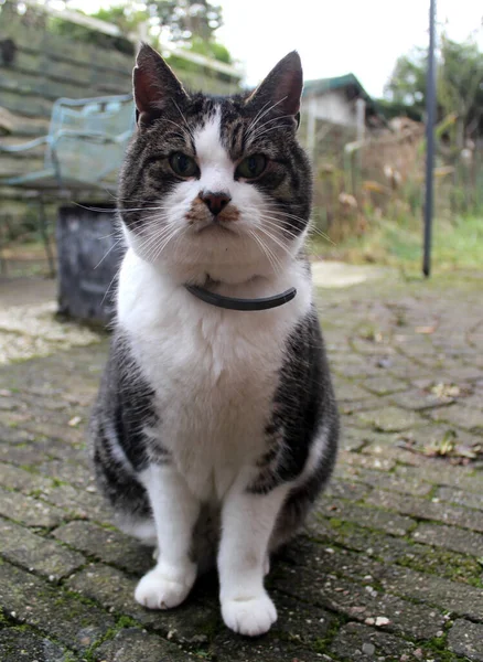 Porträt Einer Grauen Dicken Katze Die Garten Sitzt Lustiges Haustier — Stockfoto