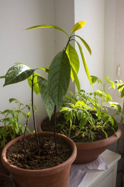 Avokado tencerede. Ev işleri konsepti. Güneşli bir gün fotoğrafı. 