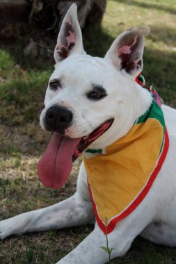 Sarı bandana takan sevimli beyaz köpeğin yakın portresi. Mutlu ev hayvanı fotoğrafı. 