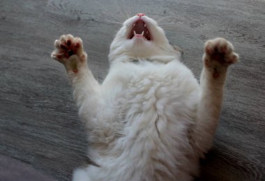 Komik kedi yerde oynuyor.. 