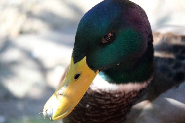 Ördeğin yakın fotoğrafını çek. Ördek bahçede. Evcil kuş portresi. Yaz günü fotoğrafı. 
