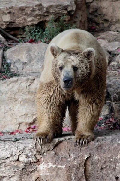 Big Furry Bear Standing Rock Wild Animal Photo — Stock Photo, Image