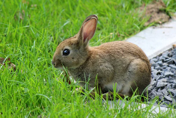 Cute bunny on the green grass. Sunny spring day photo. Cute animal with big eyes close up photo. Animals in wild.