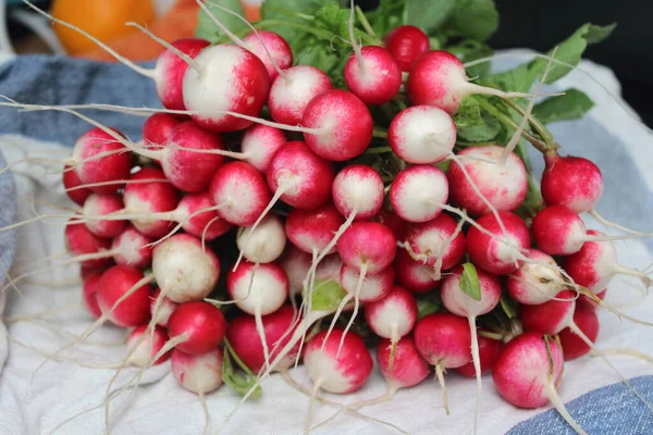 Bouquet of red radish on a table. Fresh garden vegetables. Home gardening concept.