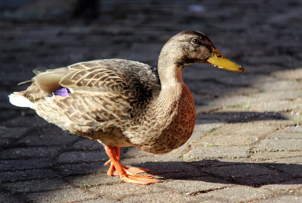 Porträt Einer Süßen Ente Sonniger Tag Garten Haustiere Aus Nächster — Stockfoto