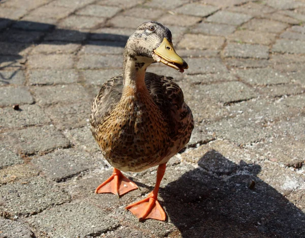 Portrait of a cute duck. Sunny day in the garden. Domestic animals close up photo.