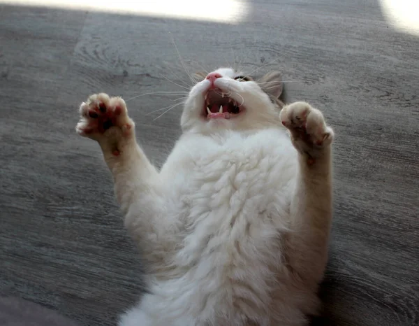 Lustige Katze Spielt Auf Dem Boden — Stockfoto
