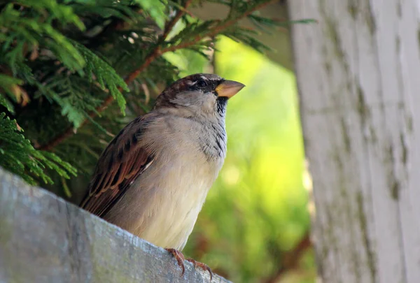 Nahaufnahme Porträt Des Kleinen Sperlings Foto Vom Sonnigen Tag Vögel — Stockfoto