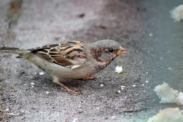 Nahaufnahme Porträt Des Kleinen Sperlings Foto Vom Sonnigen Tag Vögel — Stockfoto