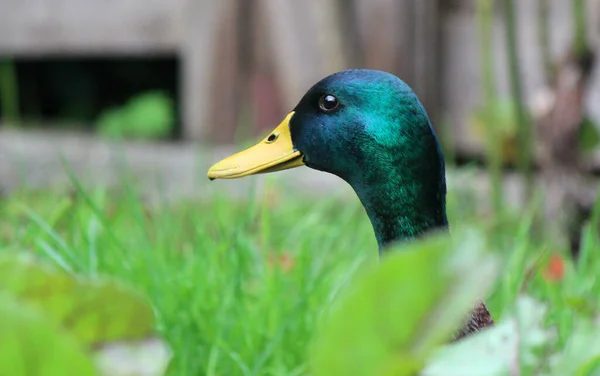 Portrait of young duck. Domestic bird close up. Summer day photo.