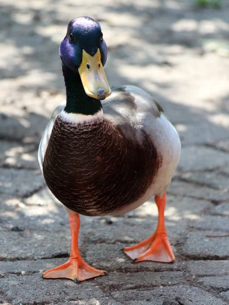 Duck Garden Close Portrait Domestic Bird Sunny Day Photo — Stock Photo, Image