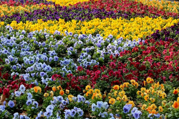 カラフルな花の背景 黄色の花 — ストック写真