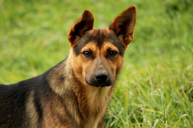 Kameraya bakan çoban köpeğinin portresini yakından çek. Yeşil çimen arka planı. Sevimli mutlu köpek, açık hava fotoğrafçılığı..