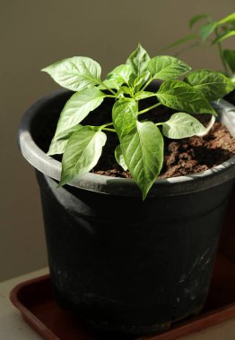Siyah çömlekte filizlenen biber bitkisi. Evde bahçe fotoğrafı.. 