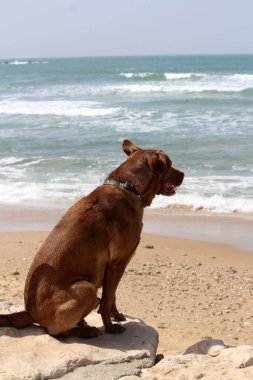 Kumsaldaki kahverengi Labrador köpeği. Yaz günü güneşli fotoğrafı. Bulanık deniz manzaralı arka plan. Mutlu hayvan yaşam tarzı. Yaz eğlencesi. 