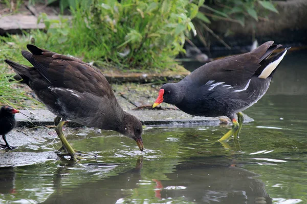 Птахи Приймають Ванну Річці Літня Фотографія — стокове фото