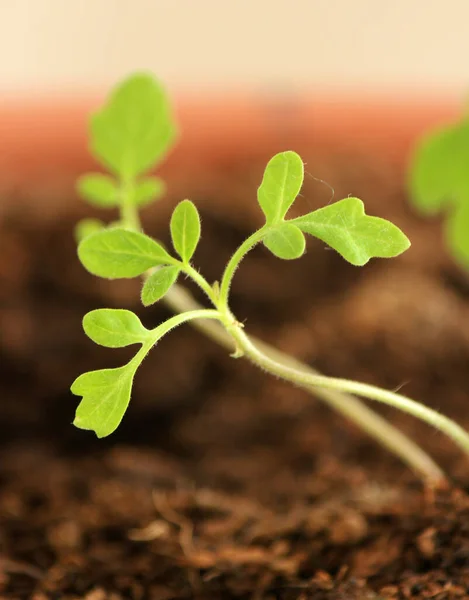 Brotes Tomate Verde Cerca Foto Planta Que Crece Del Suelo — Foto de Stock