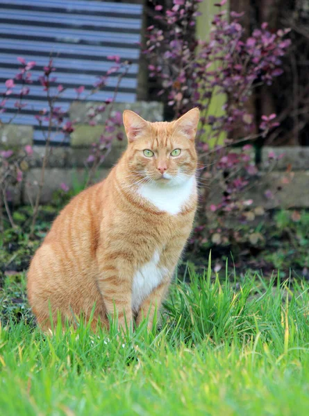 Porträt Der Süßen Ingwerkatze Die Garten Spielt Schöne Sommertag Foto — Stockfoto