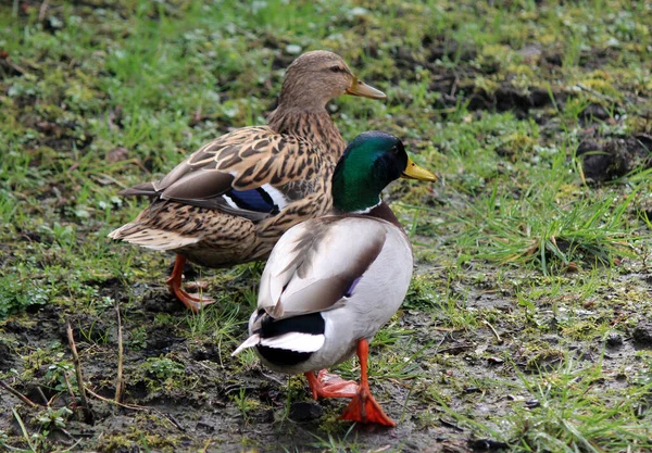 Photo Rapprochée Canard Canard Dans Jardin Portrait Oiseau Domestique Journée — Photo