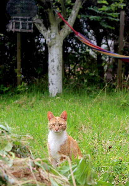 Retrato Gato Jengibre Lindo Jugando Jardín Hermosa Foto Del Día — Foto de Stock