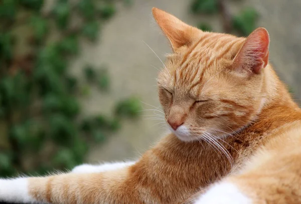 Retrato Gato Gengibre Bonito Jogando Jardim Linda Foto Dia Verão — Fotografia de Stock