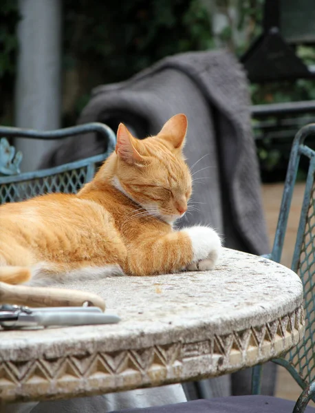 Retrato Gato Gengibre Bonito Jogando Jardim Linda Foto Dia Verão — Fotografia de Stock