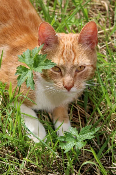 Portrét Roztomilé Zázvorové Kočky Hrající Zahradě Krásná Fotka Letního Dne — Stock fotografie
